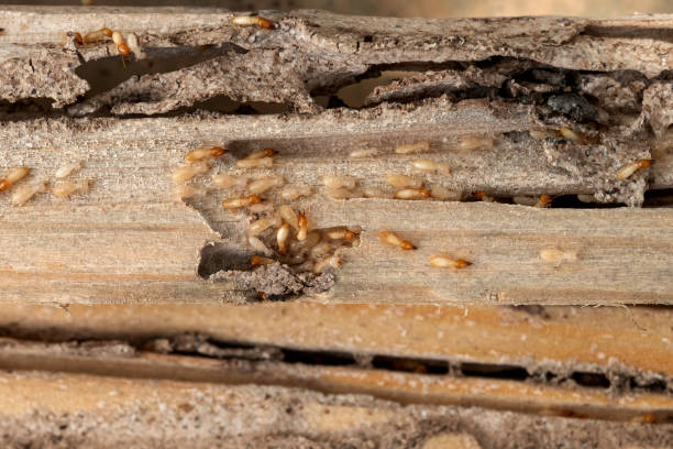 Best Emergency Pest Control  in Tybee Island, GA