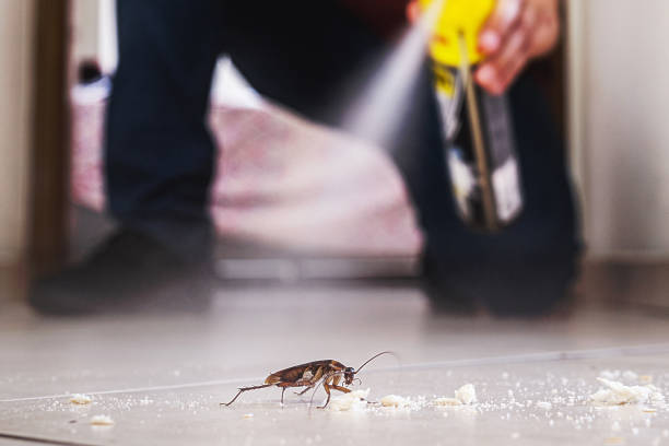 Best Wasp Removal Services  in Tybee Island, GA